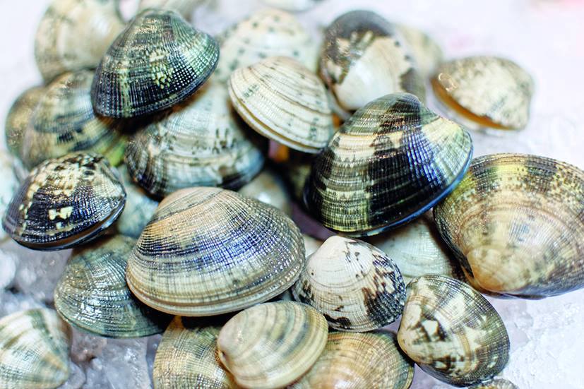 Ma dai! 43+ Verità che devi conoscere Patelle Di Mare Commestibili! Le